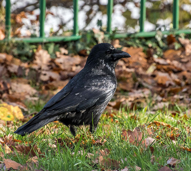 Crow