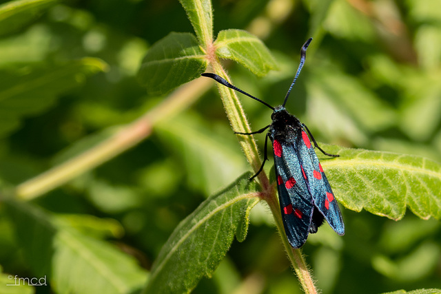 Im Riserva Naturale Orientata dello Zingaro