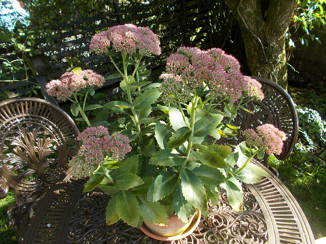 gdn[ip] - ice plant (Sedum spectabile)