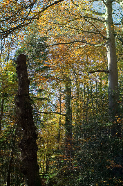 Brecon - The Groves