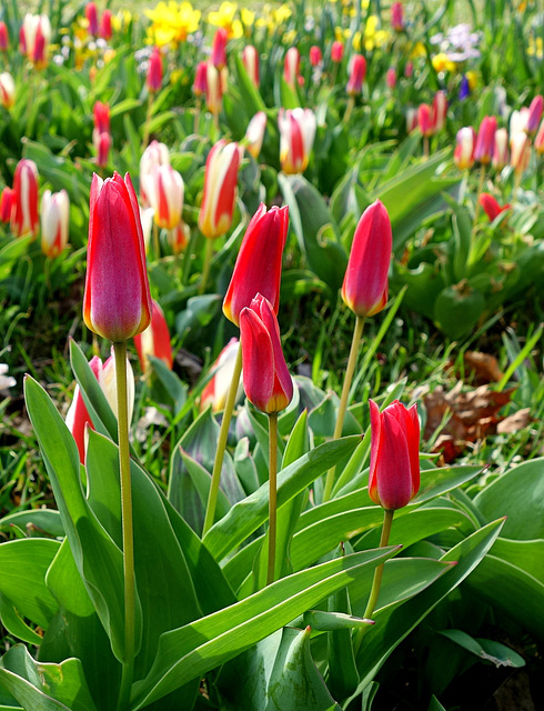 Tulips