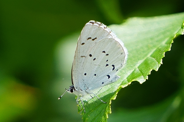 Faulbaumbläuling ♀