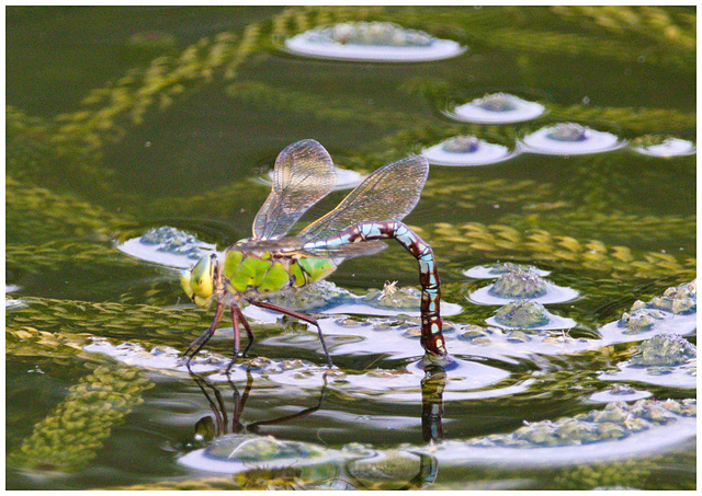 EF7A0126 Dragonfly