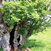 Llangorse hollow tree