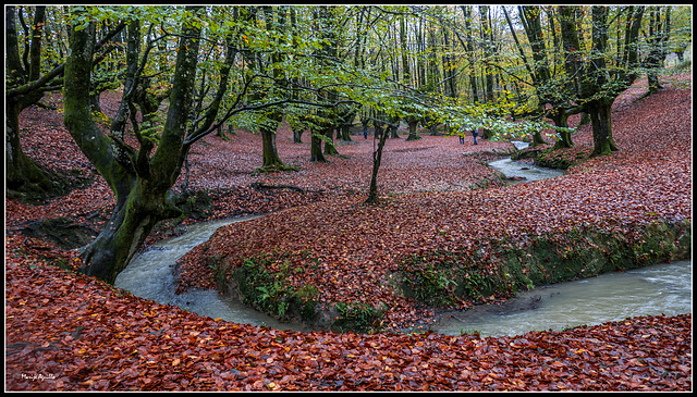 Bosque de Otzarreta