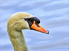 Swan Portrait