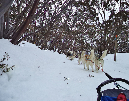 Mt Baw Baw day trip