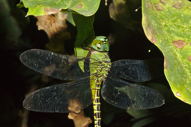 IMG 8432dragonfly