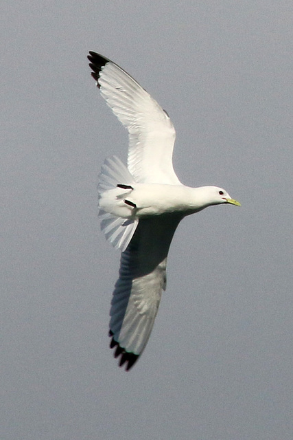 Black Legged Kittiwake