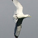 Black Legged Kittiwake