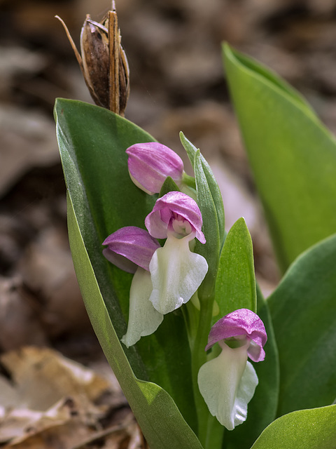 Galearis spectabilis (Showy orchis)