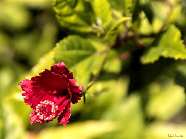 ... Zeit für eine Blüte!