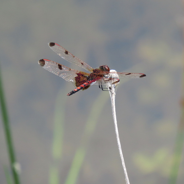 Calico pennant (Celithemis elisa)