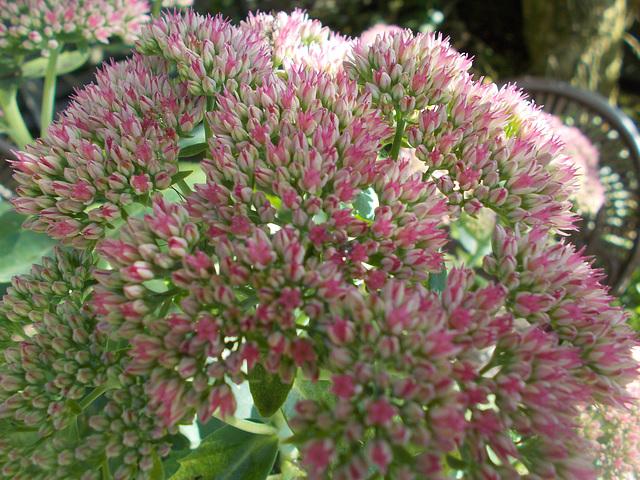 gdn[ip] - ice plant (Sedum spectabile)