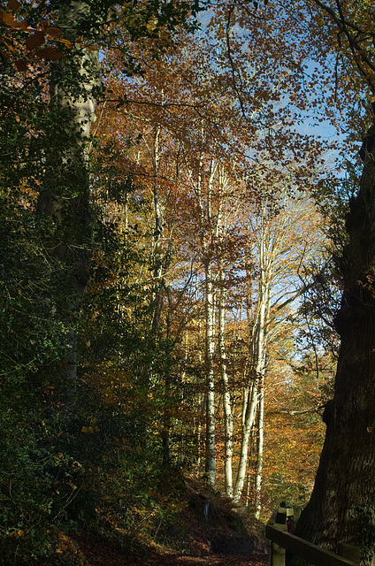 Brecon - The Groves