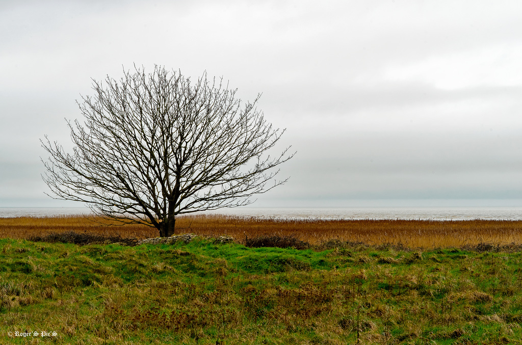 Coastal Grey Day