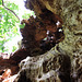 Llangorse hollow tree