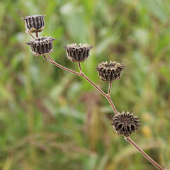 Samtpappel/Velvet leaf