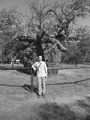 Prison Boab Tree, near Derby, WA