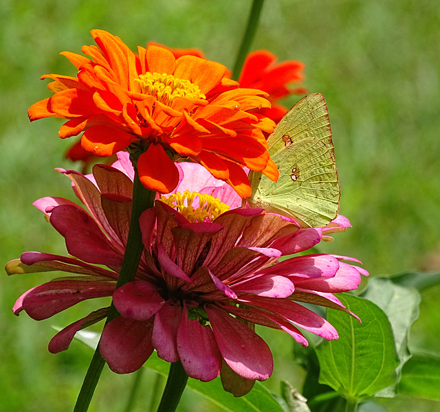 Cloudless Sulphur (Phoebis sennae) on Zinnias