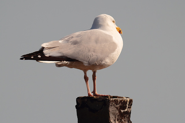 IMG 0911 Gull dpp