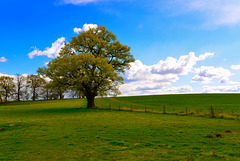 Fields near Newport