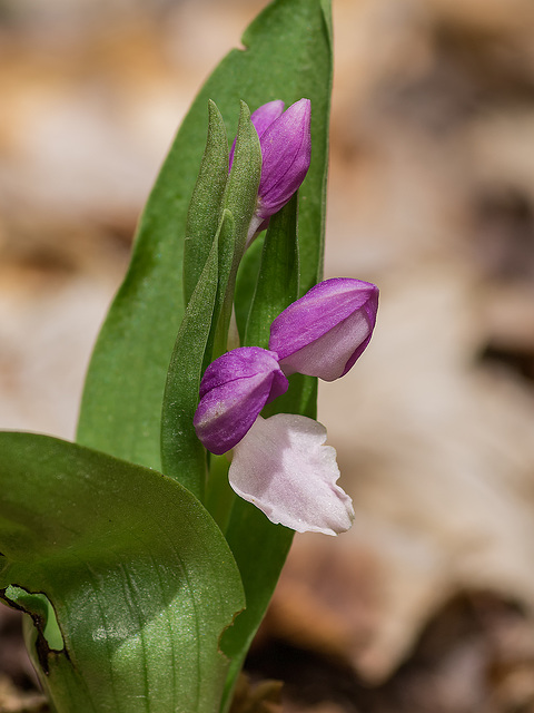 Galearis spectabilis (Showy orchis)