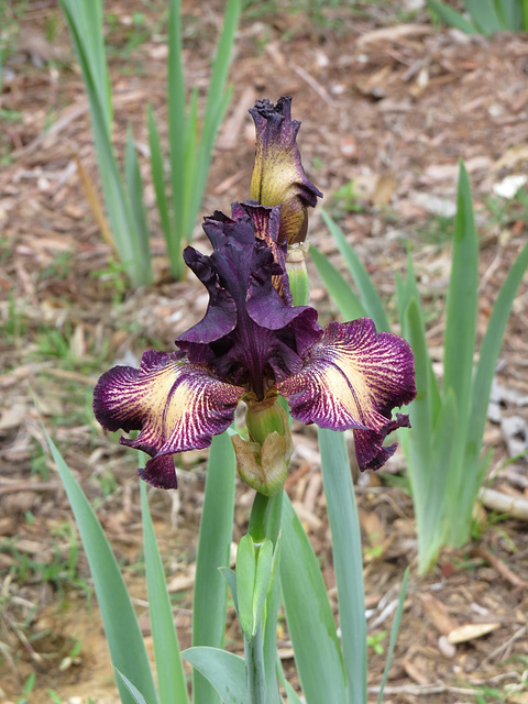 Iris "Drama Queen"