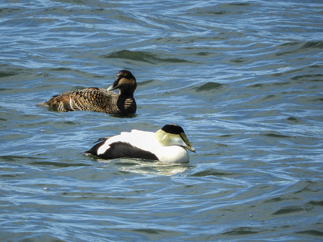 Day 6, Common Eiders, Grandes-Bergeronnes Day 6, Common Eiders, Grandes-Bergeronnes