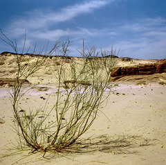 Where does it get the water from? Sinai 1981