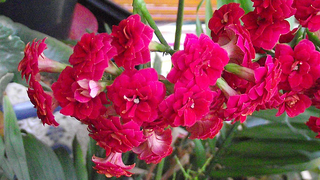 The bright red flowers on my new plant