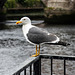 Yellow-Legged Gull at Dumbarton Bridge