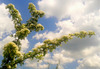 Hawthorn, the most medicinal plant in the world