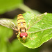 EF7A4300 Hoverfly