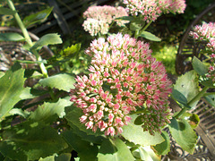 gdn[ip] - ice plant (Sedum spectabile)