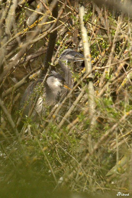 Bébés héron cendré