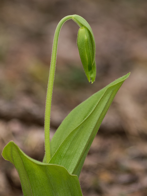 Cypripedium acaule (Pink Lady's-slipper Orchid)