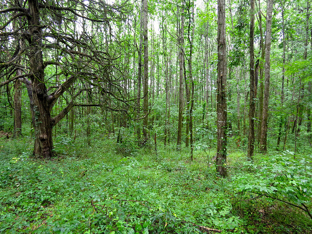 Forest landscape