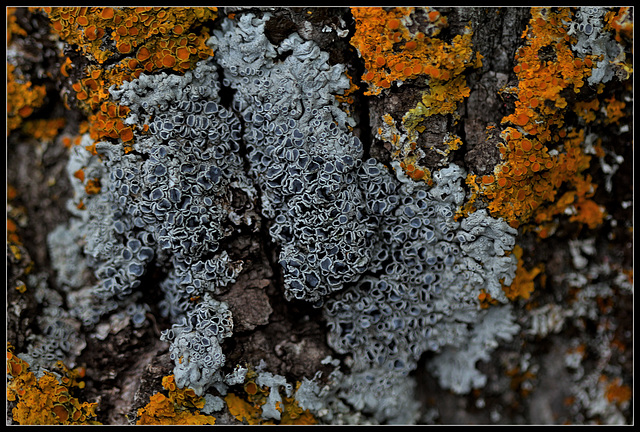 Lichen gris sur tilleul