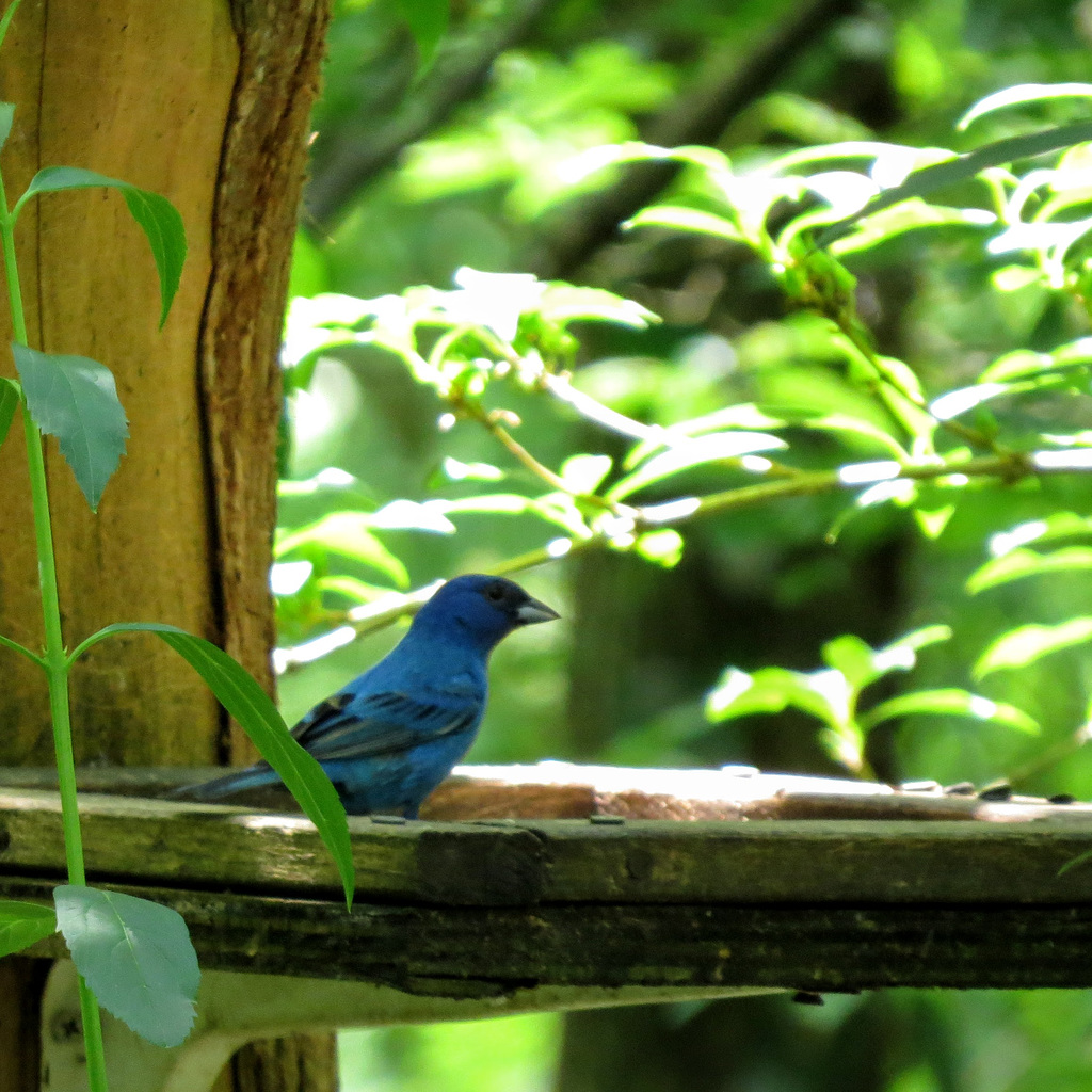 Indigo bunting