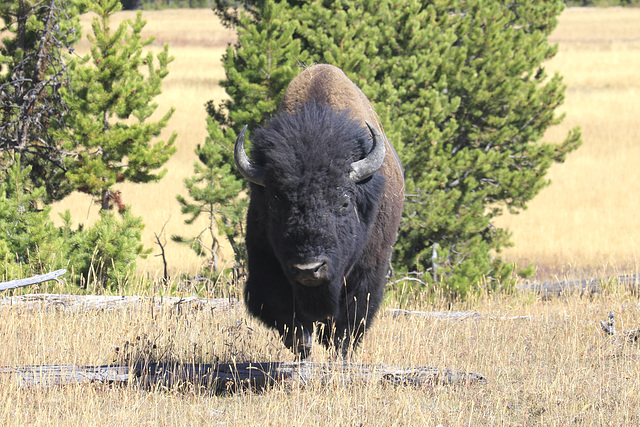 Bison