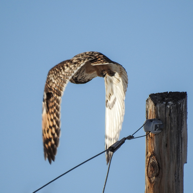 Short-eared Owl, accidental shot