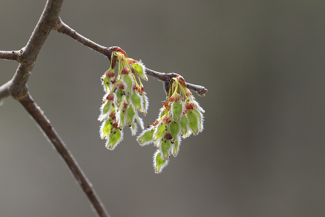 Spring Trees