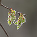 Spring Trees