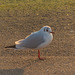 West Kirby seagull 2