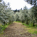 Olivenhain in der Toskana