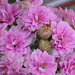 The pale pink flowers on my new plant