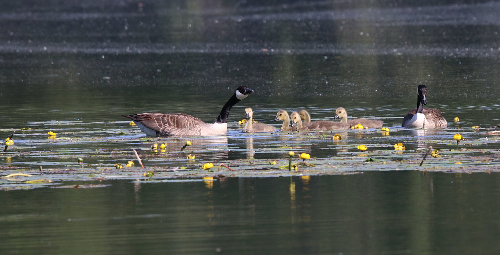 famille bernache en promenade