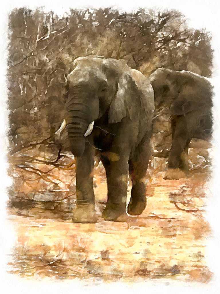 elephants