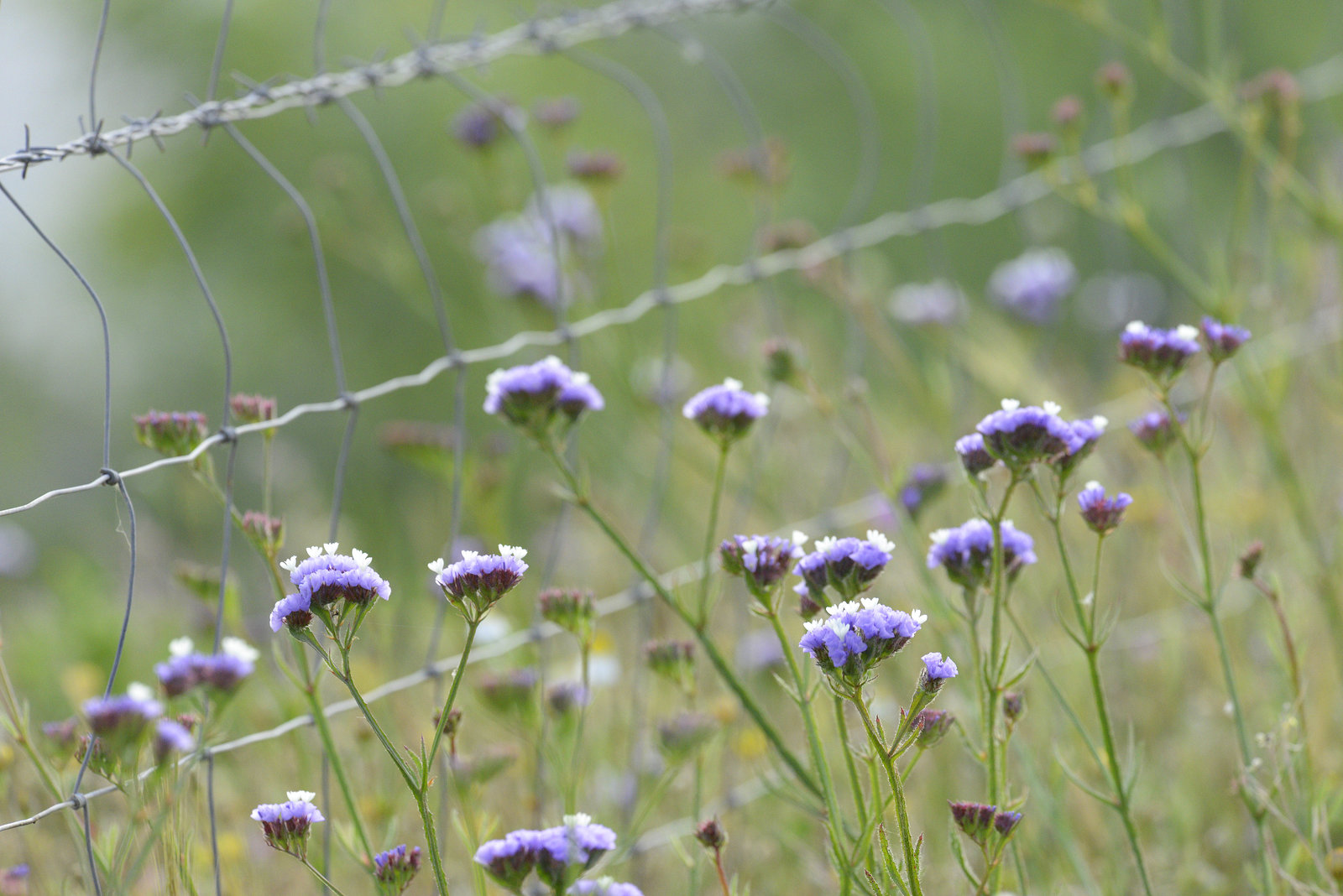 Limonium sinuatum, Caryophyllales, Junqueira (Algarve), HFF